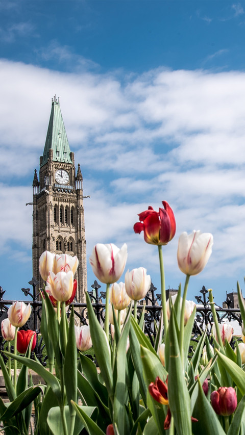 The red and white tulips in front of the building screenshot