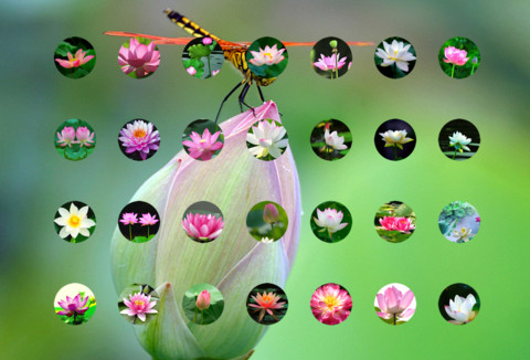 莲花净 screenshot