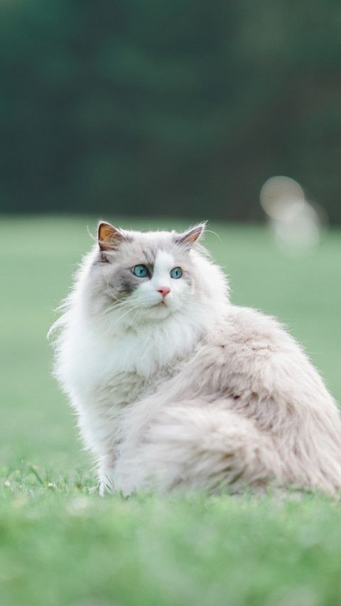 How to keep puppet cats screenshot