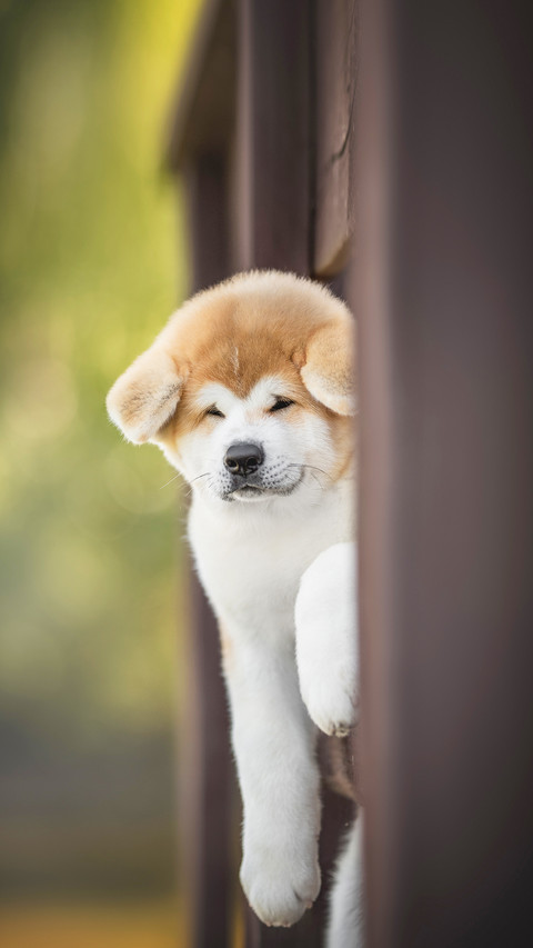 Cute red akita inu puppy peeking out from behind the fence screenshot