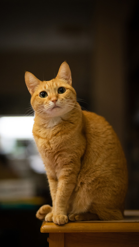 A cute orange pet cat screenshot