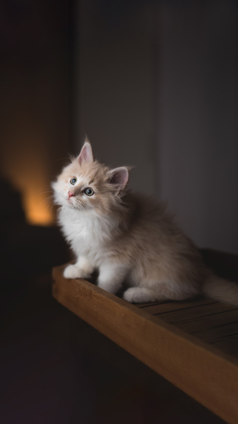 Playful Maine Coon kitten on wooden tablet screenshot