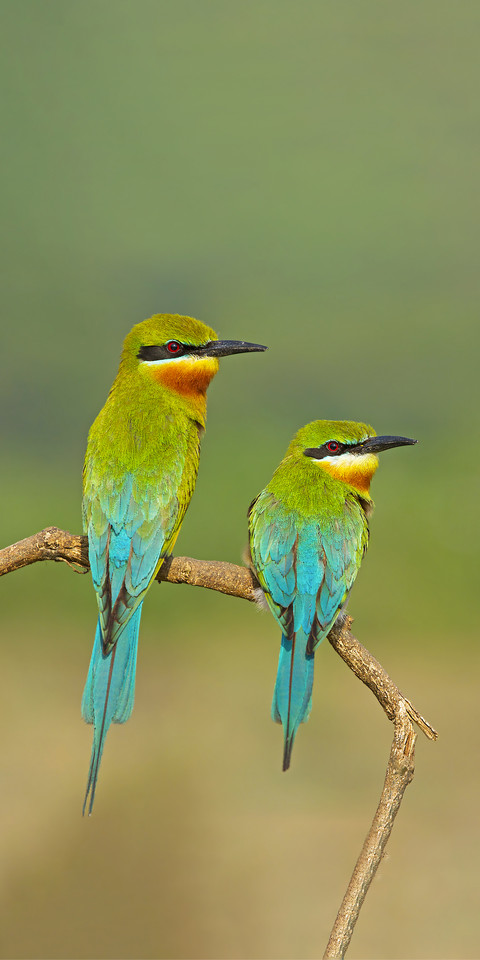 They eat hummingbirds but not bees screenshot
