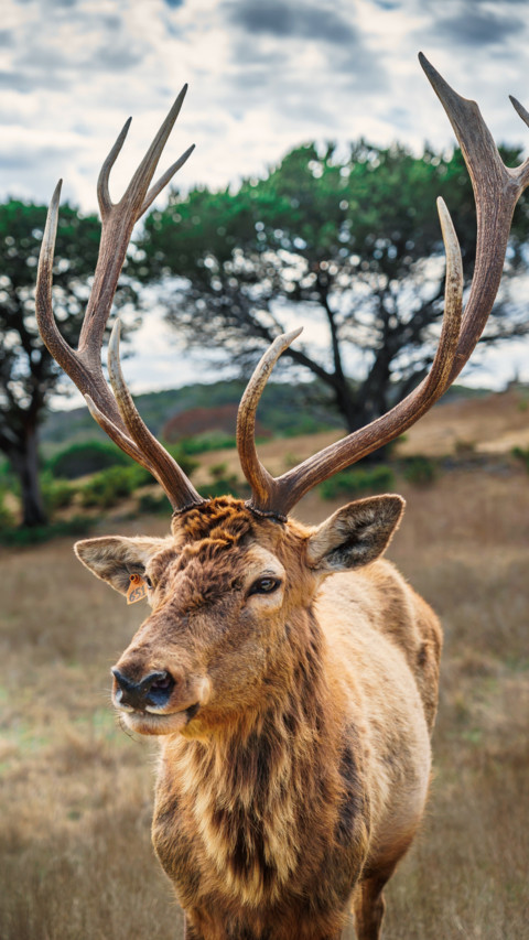Deer screenshot