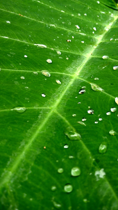 Wet Leaf screenshot
