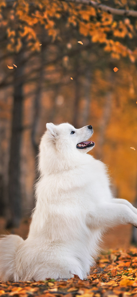 Dogs in Autumn-PAIXIN screenshot
