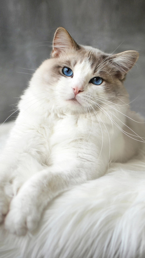 生性高冷的猫咪 screenshot