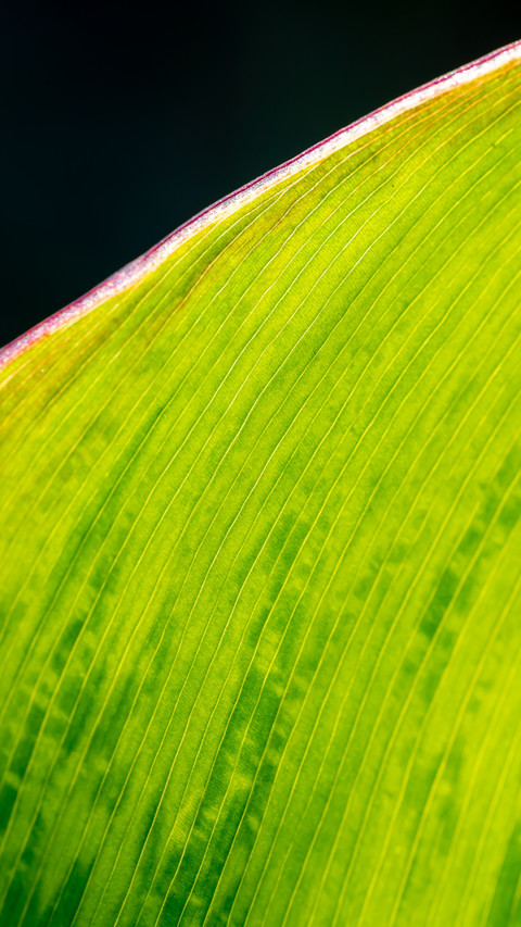 Sunlight penetrates the leaf veins at a macro level screenshot