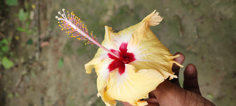 Hibiscus Flower screenshot