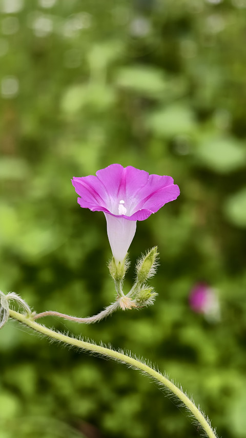 Why do flowers that only bloom for half a day become screenshot
