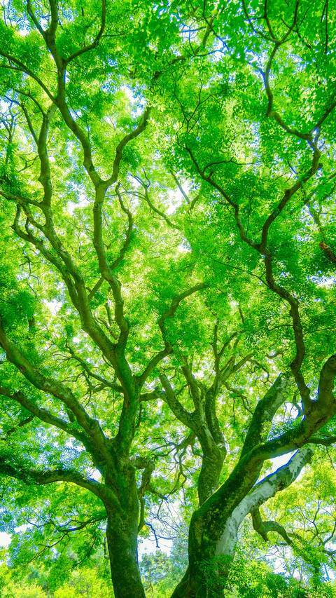 The branches write the power of life screenshot