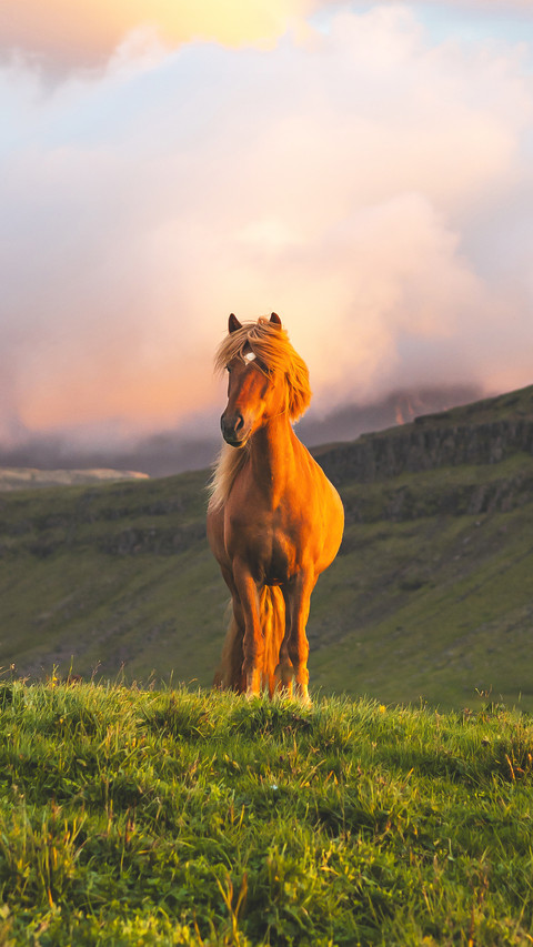 A horse that never returns screenshot