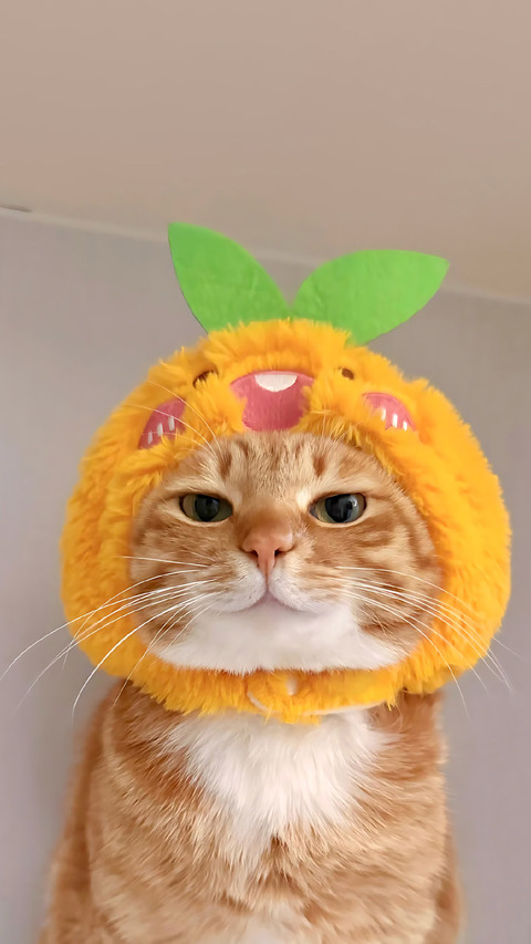 猫咪能有多记仇？ screenshot