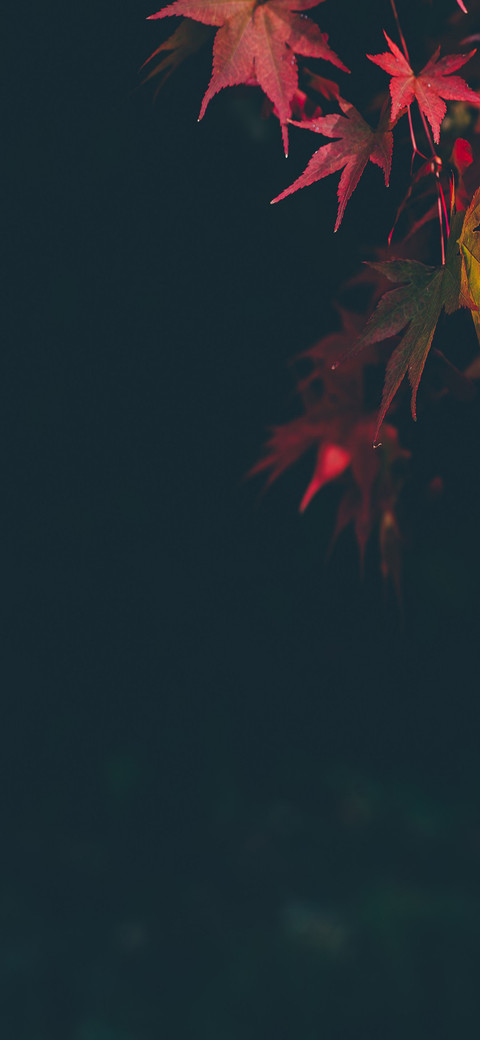 秋去冬来 screenshot