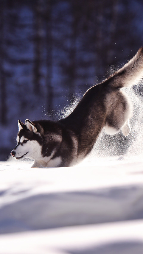 A husky in the snowcapped mountains screenshot