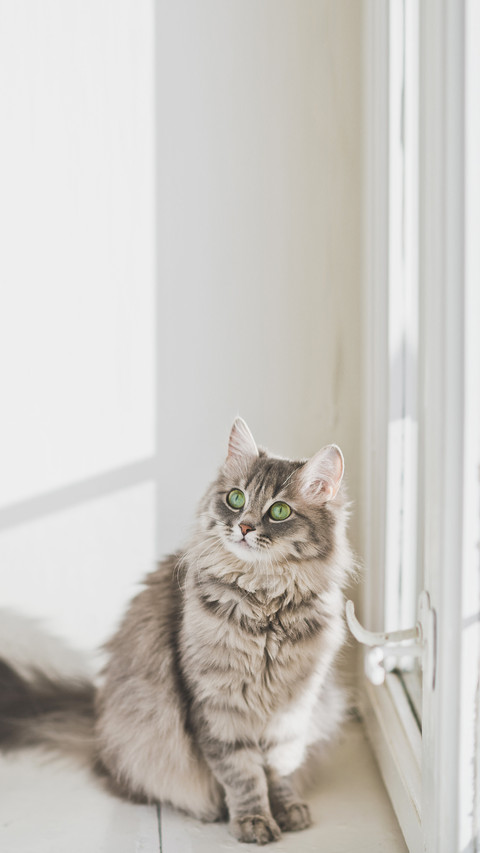 Cat looks up screenshot