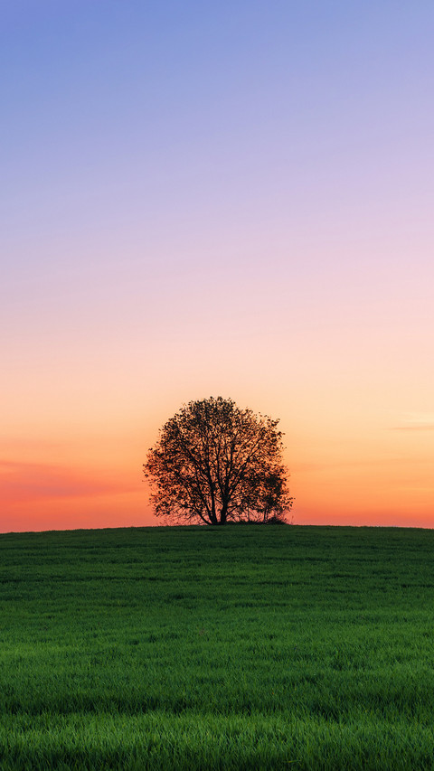 Landscape with one tree in field over sunset screenshot