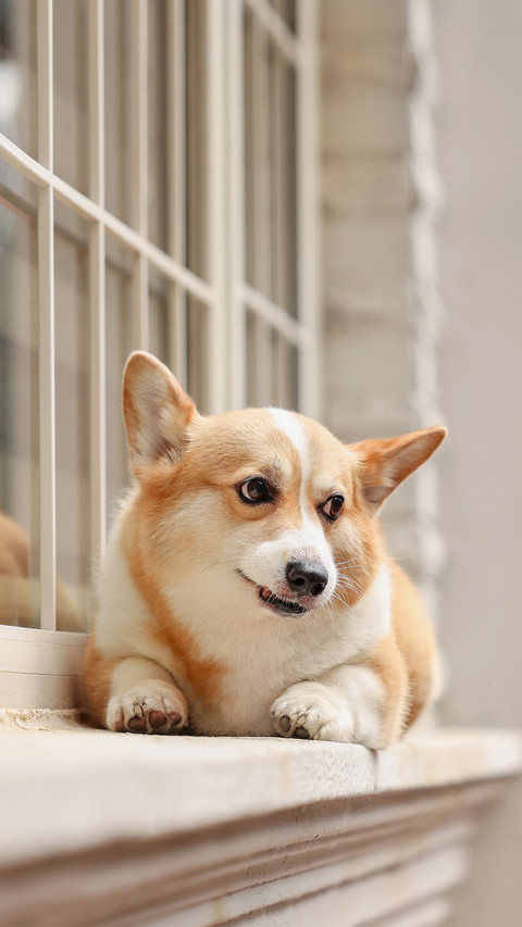 The corgi on the windowsill screenshot
