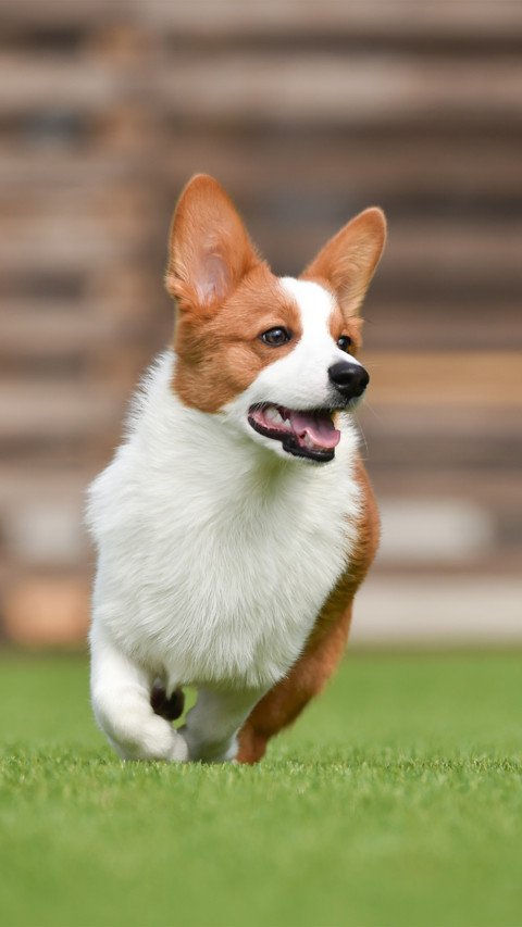 Dog screenshot