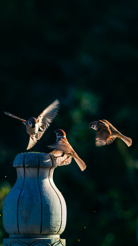The sparrow whispers softly on the branch screenshot