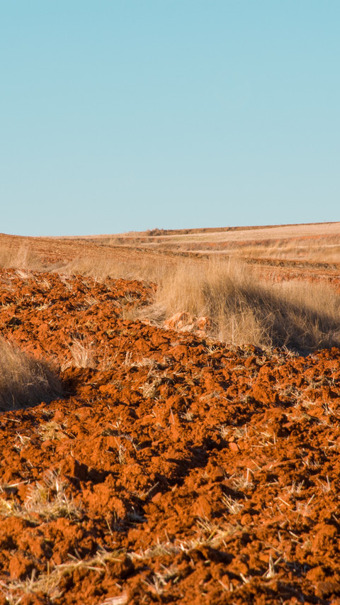 A lone tree watches over the farmland screenshot