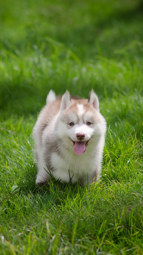 Cute Siberian Husky Puppy on Grass screenshot