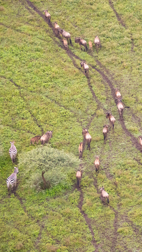 The great migration of animals seen from a hot air screenshot