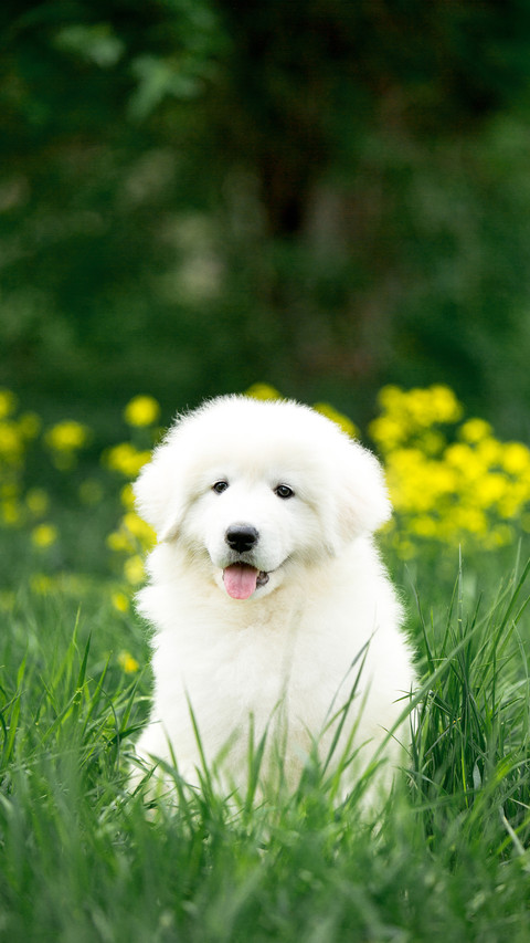 Amazing cute portrait dog puppy morema on grass screenshot