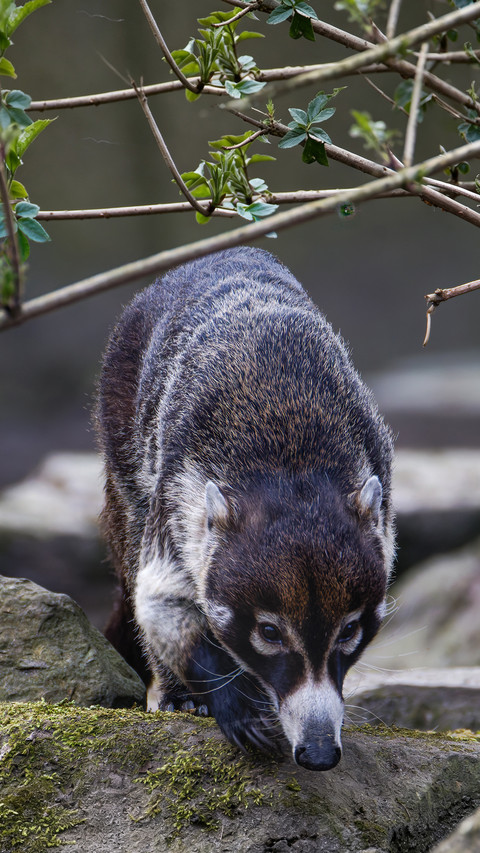 The ground sniffing technique of the south raccoon screenshot
