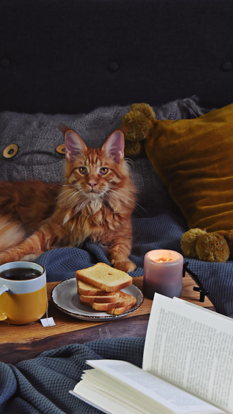 猫咪最不能吃的食物 screenshot