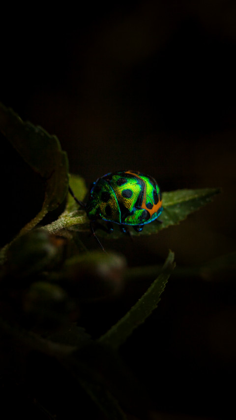 Murugan (9) screenshot