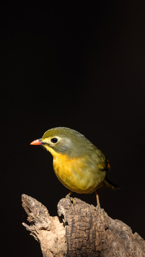 Bird in Oil Painting 1 screenshot