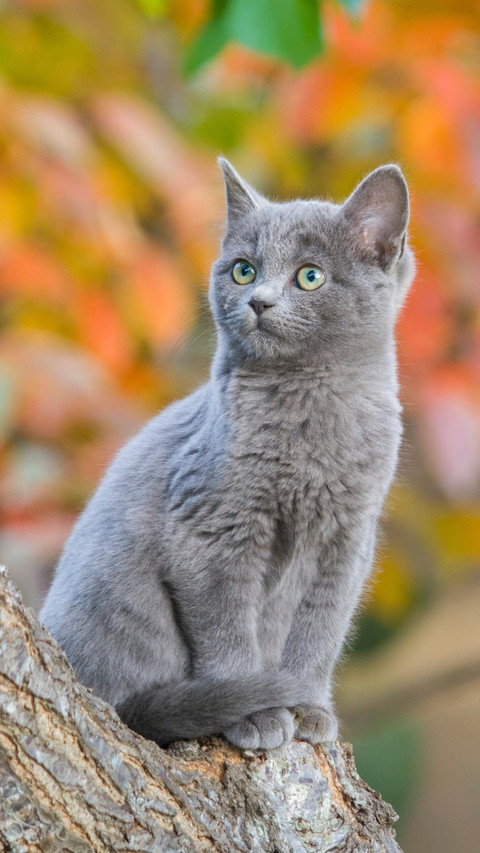 Pet cat12 screenshot
