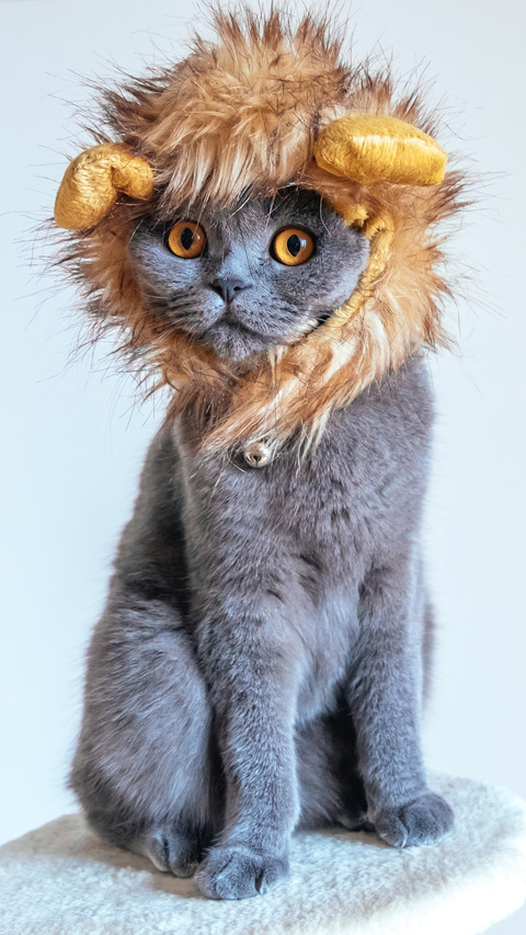 High cold cats are stupid which can be compared to two ha 9 screenshot