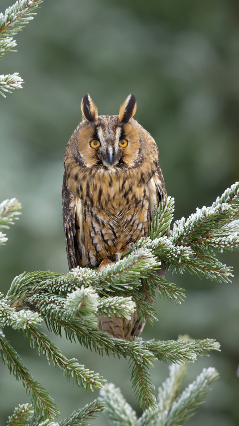 Owl in Tree screenshot