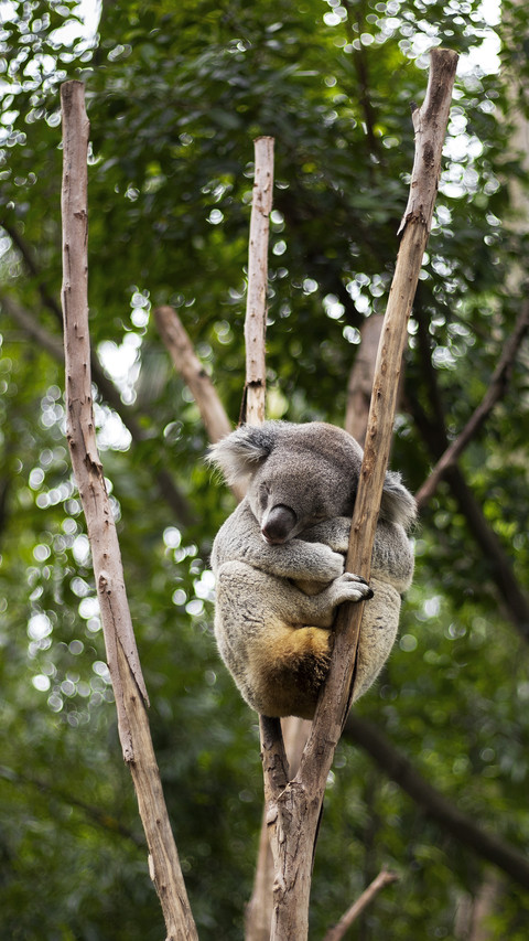 Lovely Koala Bear Sleeping in A Tree screenshot