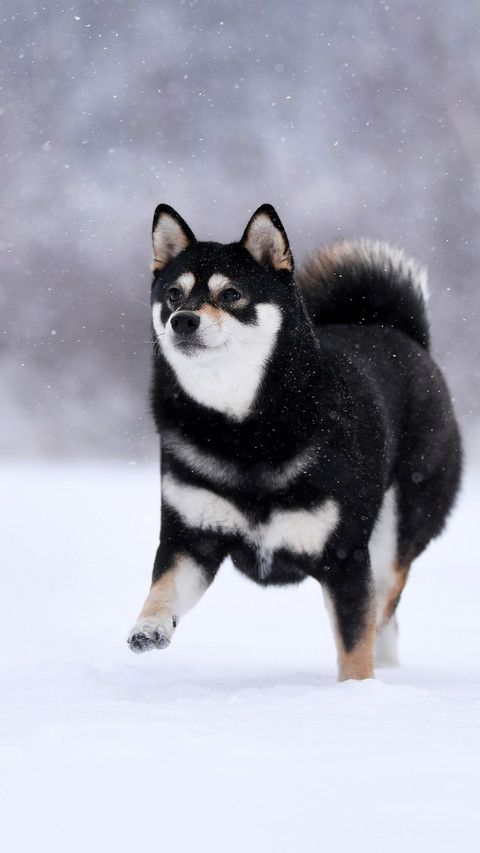 A shiba inu at ease in the snowy scene screenshot