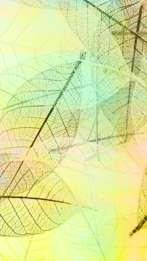 彩色叶子-锐景创意 screenshot