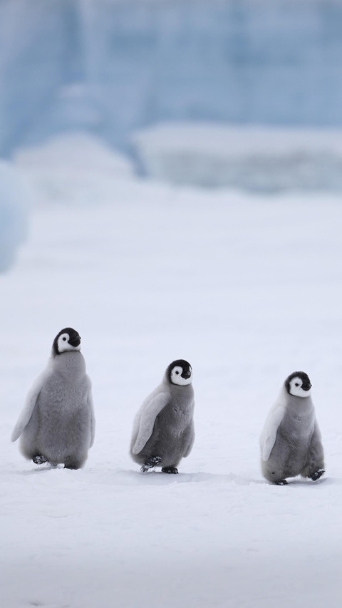 What a cute penguin really looks like 16 screenshot