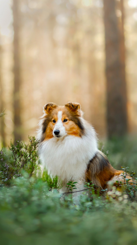 A Small Pet Walking  in The Forest screenshot