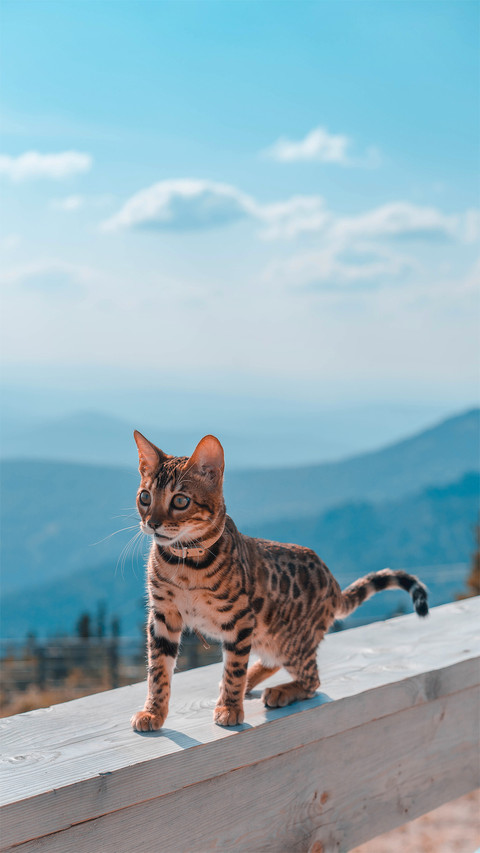 A Cute Tabby Cat Outdoors screenshot