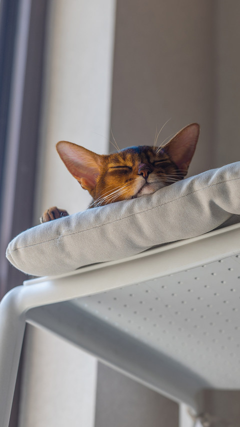 The cat is asleep by the window screenshot