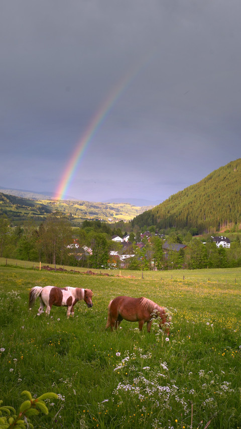 Rainbow Field Horse Grazing Austria screenshot