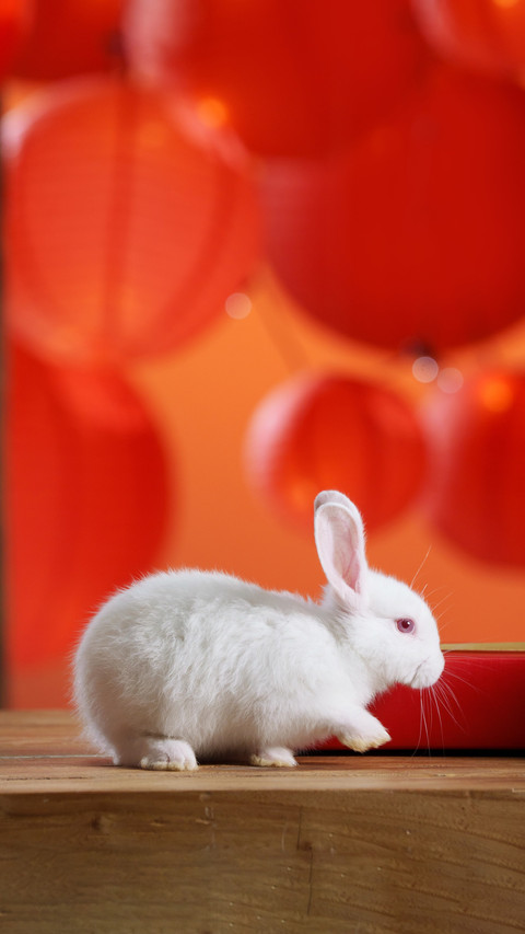 Rabbits dont like to eat carrots screenshot