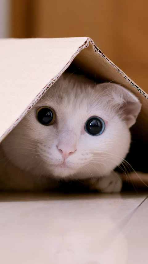 爱躲猫猫的小猫 screenshot