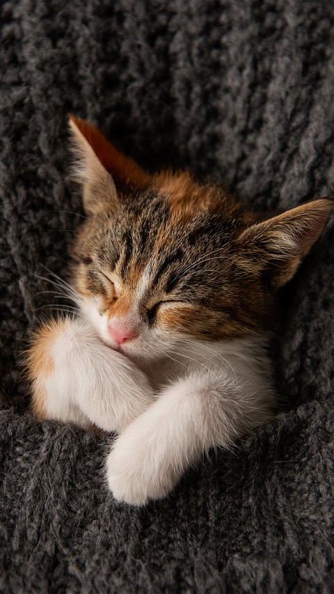 The kitten is on the grey knitted blanket screenshot