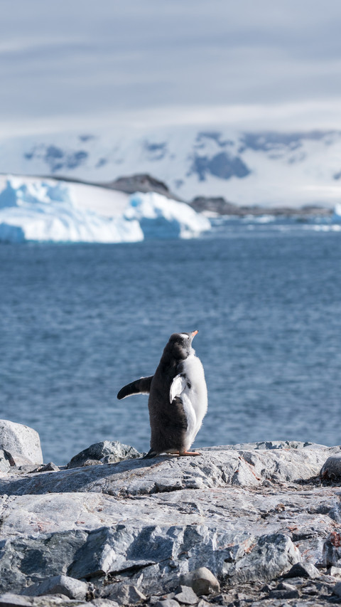 Why there are no penguins in the Arctic 1 screenshot