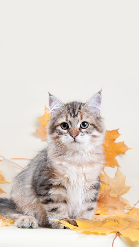 A Cat Sitting on the Yellow Maple Leaves screenshot