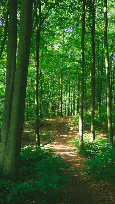 Forest Green Path screenshot