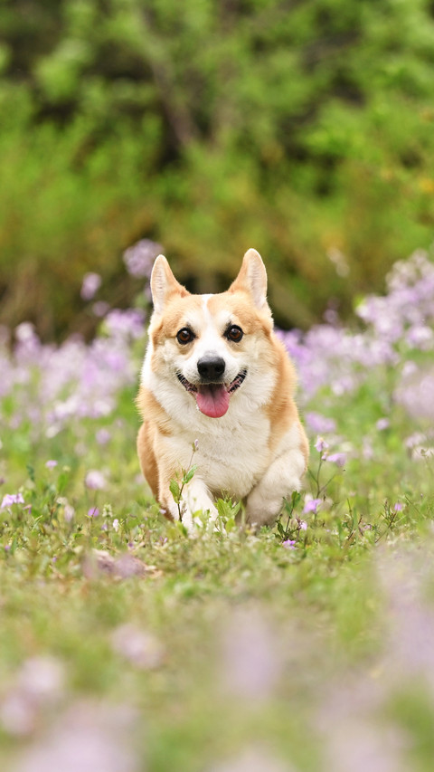 Common misconceptions about dogs losing weight screenshot